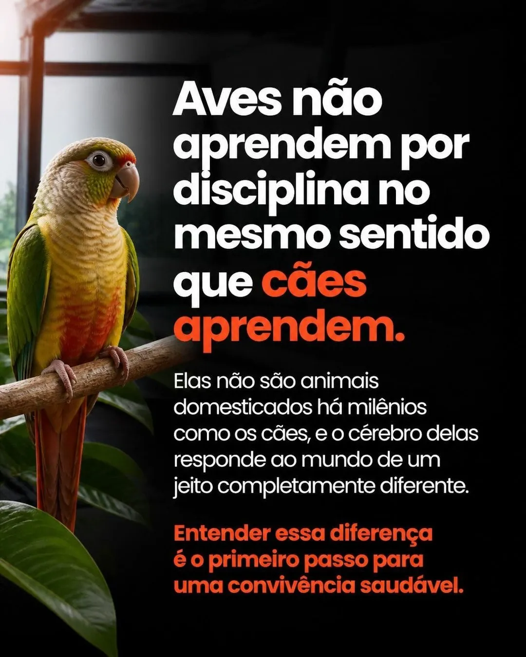 Como disciplinar a ave que bica e grita — slide 2 de 9