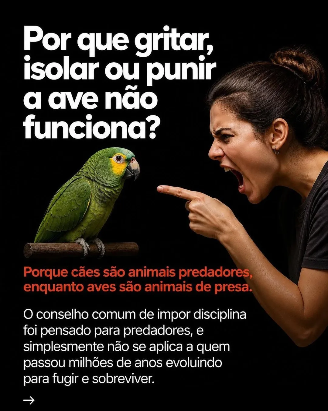 Como disciplinar a ave que bica e grita — slide 3 de 9