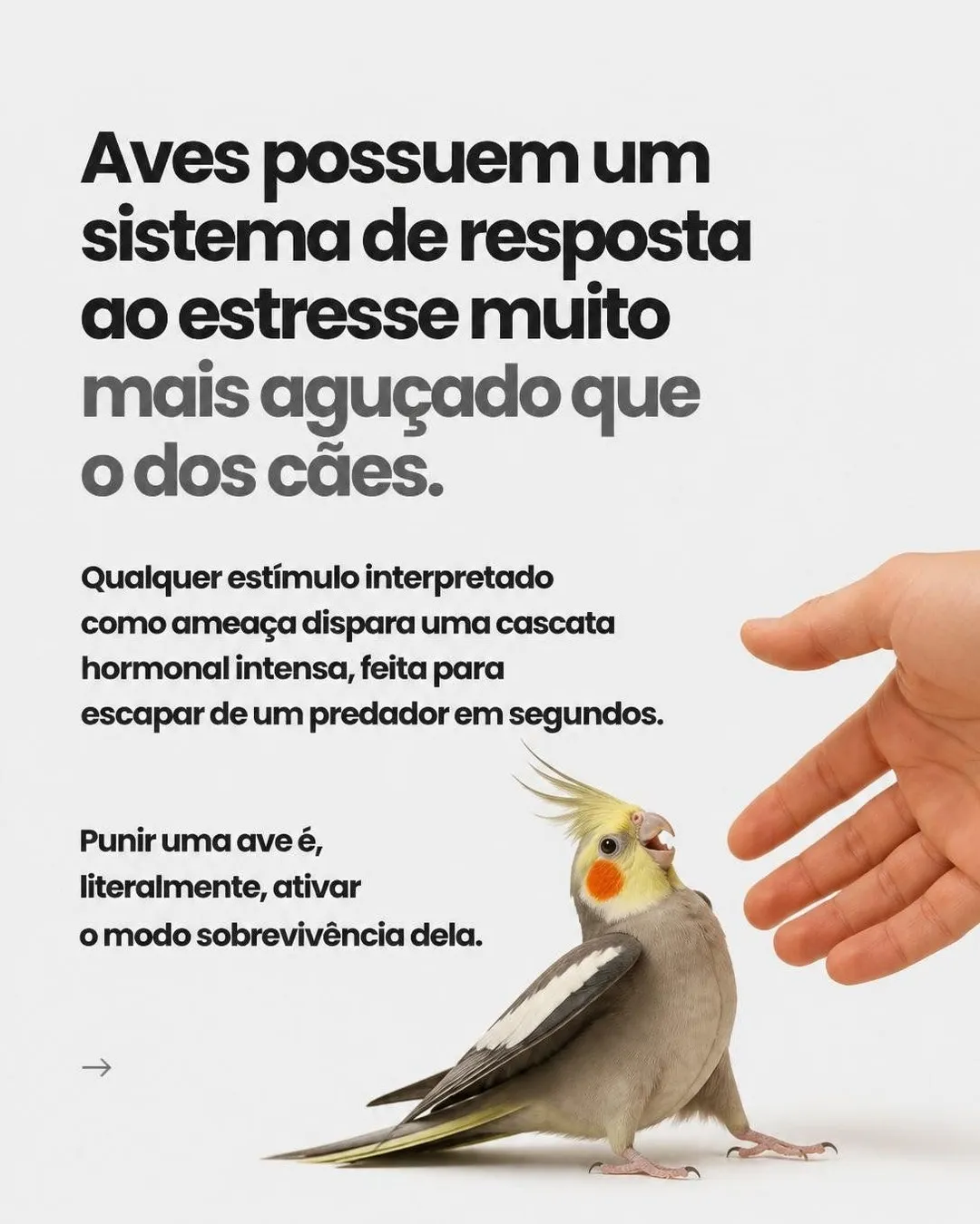 Como disciplinar a ave que bica e grita — slide 4 de 9