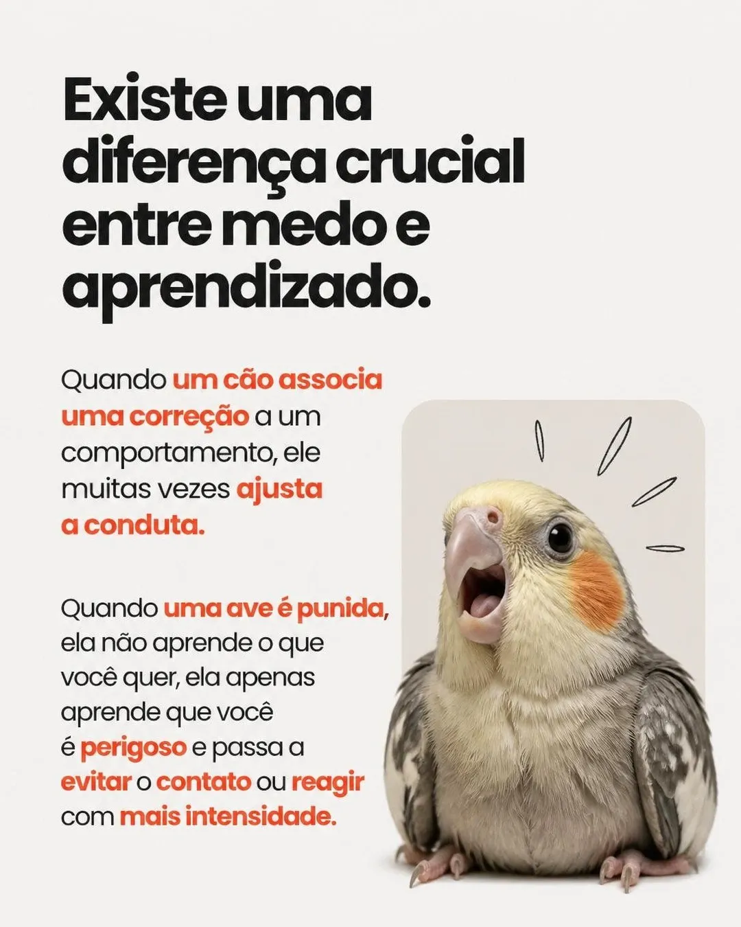 Como disciplinar a ave que bica e grita — slide 5 de 9